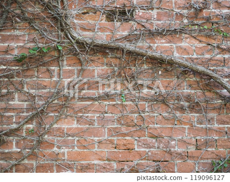 Ivy crawling wall Ivy crawling wall 119096127