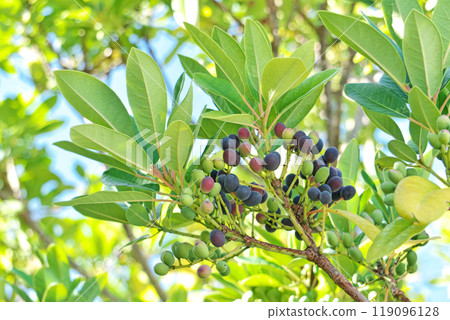 Himeyuzuriha 樹的果實開始變色(秋季、10 月) Himeyuzuriha 樹的果實開始變色(秋季、10 月) 119096128