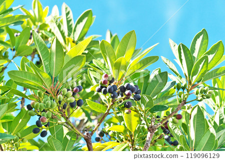 Himeyuzuriha 樹的果實開始變色(秋季、10 月) Himeyuzuriha 樹的果實開始變色(秋季、10 月) 119096129