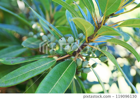 Still green fruit of the Japanese laurel tree (autumn, October) Still green fruit of the Japanese laurel tree (autumn, October) 119096130