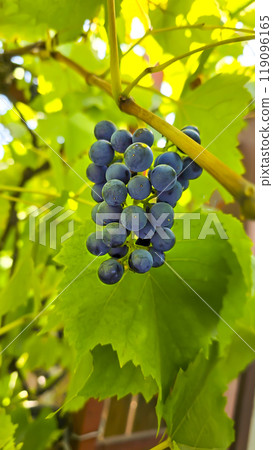 Dark grapes on a summer cottage. Harvesting. Wine making. 119096165
