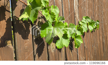Dark grapes on a summer cottage. Harvesting. Wine making. 119096166