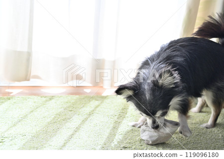 A long-coated Chihuahua dog playing with his owner's freshly removed socks 119096180