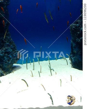 水族館裡的中華鰻魚照片素材 119096200