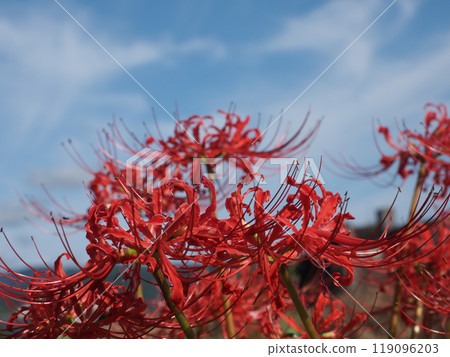 Red cluster amaryllis bathed in the autumn sun (blue sky and manjushala) Red cluster amaryllis bathed in the autumn sun (blue sky and manjushala) 119096203