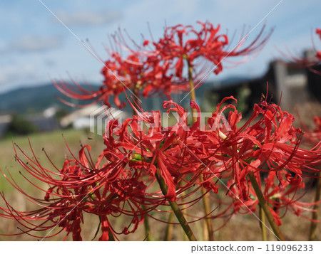 沐浴在秋日陽光下的紅蜘蛛百合特寫（藍天和紅曼珠沙拉） 119096233
