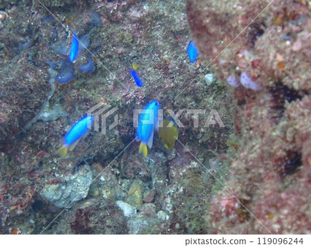 Blue damselfish fish swimming on rocks in the sea Blue damselfish fish swimming on rocks in the sea 119096244
