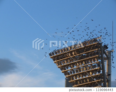 鳥類聚集在棒球場燈光周圍 鳥類聚集在棒球場燈光周圍 119096443
