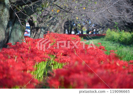 曼珠莎花盛開，櫻花樹開始落葉（埼玉縣桶川市） 119096665