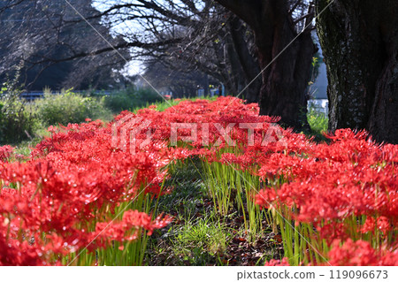 Full-blooming spider lilies (red spider lilies) and rows of cherry trees starting to shed their leaves (Okegawa City, Saitama Prefecture) 119096673