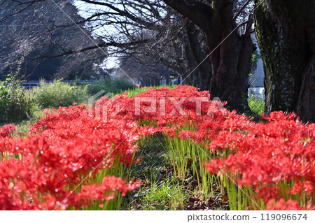 曼珠莎花盛開，櫻花樹開始落葉（埼玉縣桶川市） 119096674