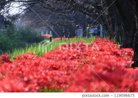 Full-blooming spider lilies (red spider lilies) and rows of cherry trees starting to shed their leaves (Okegawa City, Saitama Prefecture) 119096675