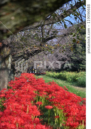 曼珠莎花盛開，櫻花樹開始落葉（埼玉縣桶川市） 119096688