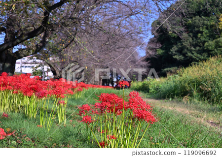 Full-blooming spider lilies (red spider lilies) and rows of cherry trees starting to shed their leaves (Okegawa City, Saitama Prefecture) 119096692