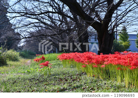 Full-blooming spider lilies (red spider lilies) and rows of cherry trees starting to shed their leaves (Okegawa City, Saitama Prefecture) Full-blooming spider lilies (red spider lilies) and rows of cherry trees starting to shed their leaves (Okegawa City, Saitama Prefecture) 119096693