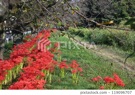 曼珠莎花盛開，櫻花樹開始落葉（埼玉縣桶川市） 119096707