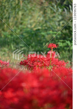 Pearl star (Higanbana) Pearl star (Higanbana) 119096763
