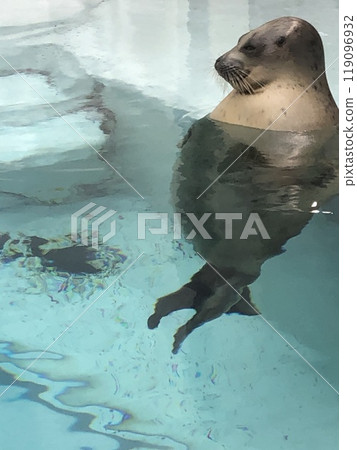 它是什麼？快樂的海豹 119096932