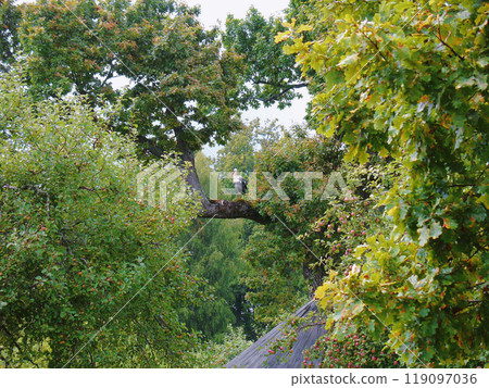 A stork perched on a tree branch amidst lush green foliage, set against a clear sky, capturing the essence of nature's tranquility. A stork perched on a tree branch amidst lush green foliage, set against a clear sky, capturing the essence of nature's tranquility. 119097036