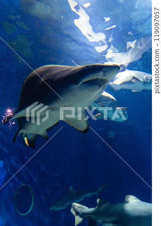 瓦萊水族館鯊魚 119097057