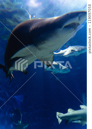 瓦萊水族館鯊魚 119097058