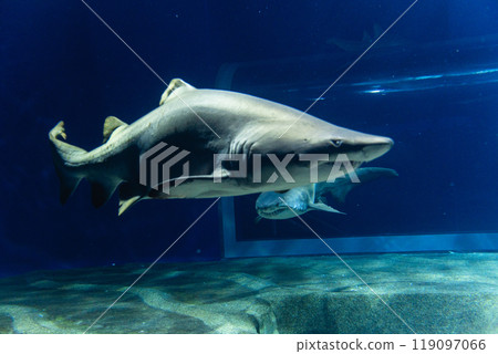 瓦萊水族館鯊魚 119097066
