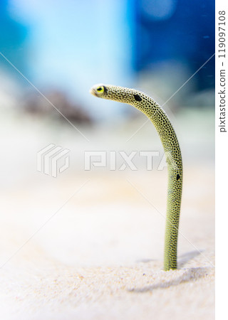 Garden eels at Oarai Aquarium 119097108