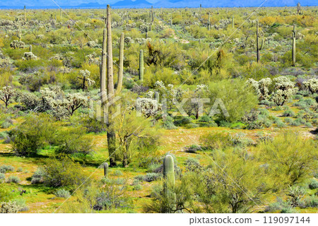 Central Sonora Desert Arizona Central Sonora Desert Arizona 119097144
