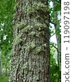 Close-up of a tree trunk covered with green moss and lichen in a lush forest, showcasing natural textures and vibrant greenery. 119097198