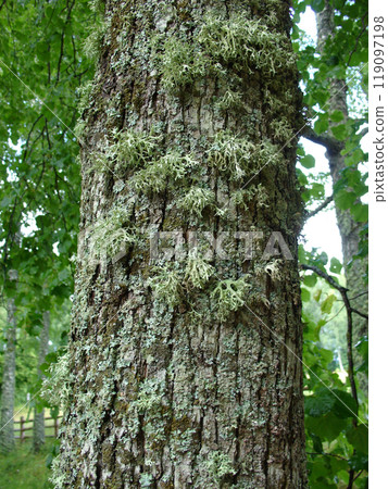 Close-up of a tree trunk covered with green moss and lichen in a lush forest, showcasing natural textures and vibrant greenery. Close-up of a tree trunk covered with green moss and lichen in a lush forest, showcasing natural textures and vibrant greenery. 119097198