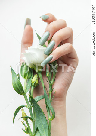 Elegant hand holding a white rose with green leaves and long manicured nails  119097404