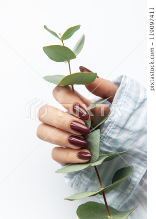 A woman holds a green eucalyptus sprig with perfectly manicured burgundy nails A woman holds a green eucalyptus sprig with perfectly manicured burgundy nails 119097411