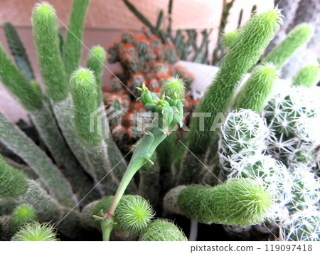 Weird Globosa 119097418