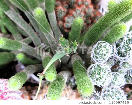 Weird Globosa 119097419