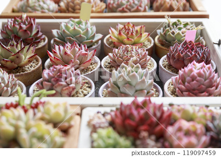 秋季落葉多汁石蓮花植物的集合 119097459