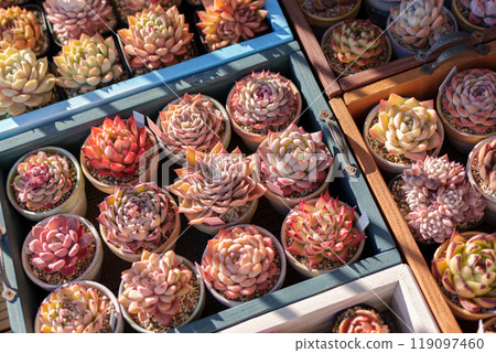 秋季落葉多汁石蓮花植物的集合 119097460