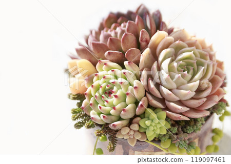 一系列色彩繽紛的多肉植物與秋葉 一系列色彩繽紛的多肉植物與秋葉 119097461