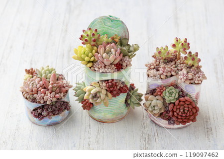 一系列色彩繽紛的多肉植物與秋葉 119097462