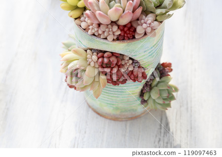 一系列色彩繽紛的多肉植物與秋葉 119097463