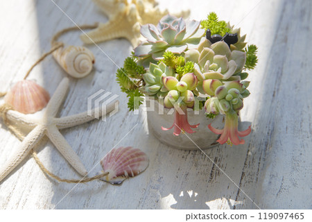 一系列帶有花朵的多肉植物,看起來像章魚香腸。 一系列帶有花朵的多肉植物,看起來像章魚香腸。 119097465