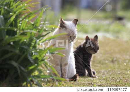 貓咪閉著眼睛打瞌睡 119097477