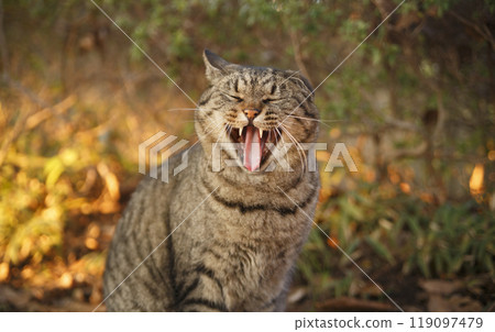 貓張開嘴打哈欠 119097479