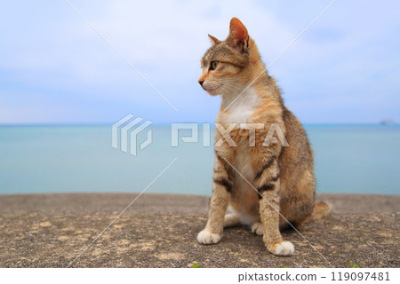 Kitten relaxing on the sea bank Kitten relaxing on the sea bank 119097481