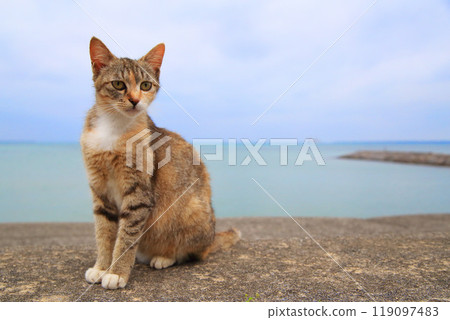 Kitten relaxing on the sea bank 119097483
