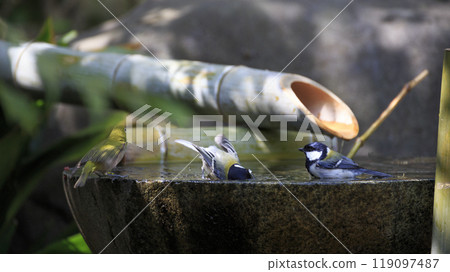 Great tits and Japanese white-eyes bathing in a water area in a Japanese garden 119097487