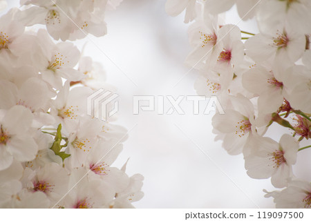 櫻花，明亮柔和的氛圍 119097500