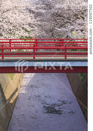 The river's surface is covered in pink cherry blossom petals, and a vermilion bridge stretches across the bank. 119097502