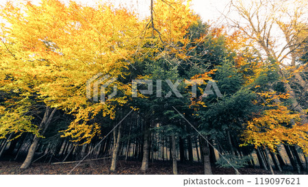 Deep Green Forest with Autumn Trees Deep Green Forest with Autumn Trees 119097621