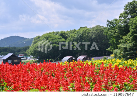 Salvia in full bloom at Tanbara Lavender Park (Numata City, Gunma Prefecture) Salvia in full bloom at Tanbara Lavender Park (Numata City, Gunma Prefecture) 119097647