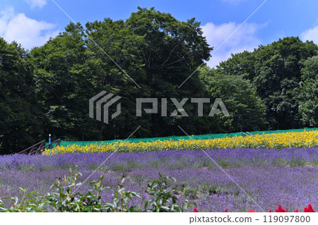 Lavender and sunflowers in full bloom at Tanbara Lavender Park (Numata City, Gunma Prefecture) 119097800
